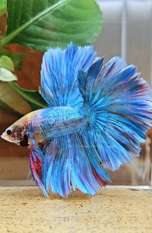 HALFMOON OVER ROSETAIL BLUE MASCOT BETTA FISH