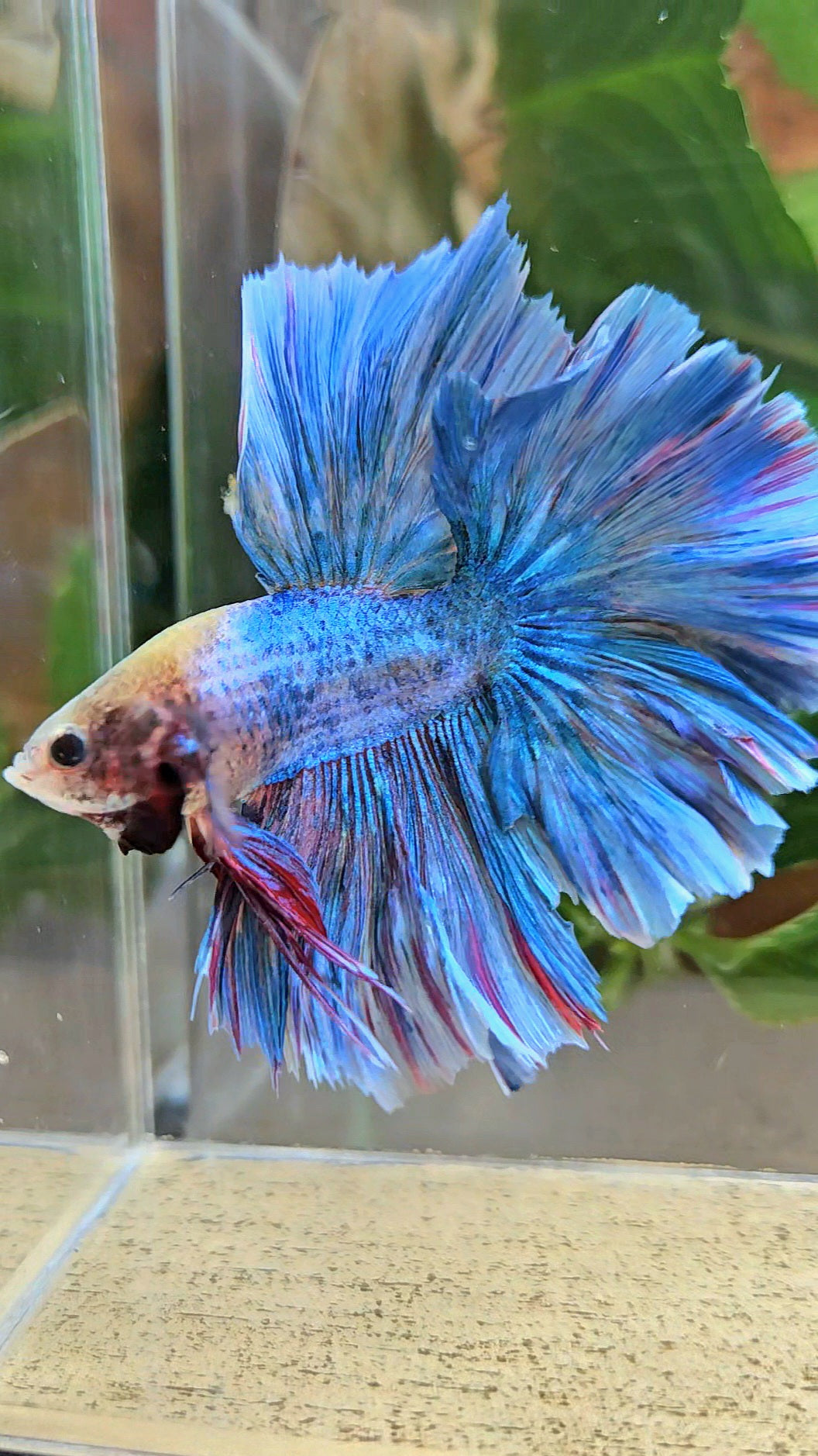 HALFMOON OVER ROSETAIL BLUE MASCOT BETTA FISH
