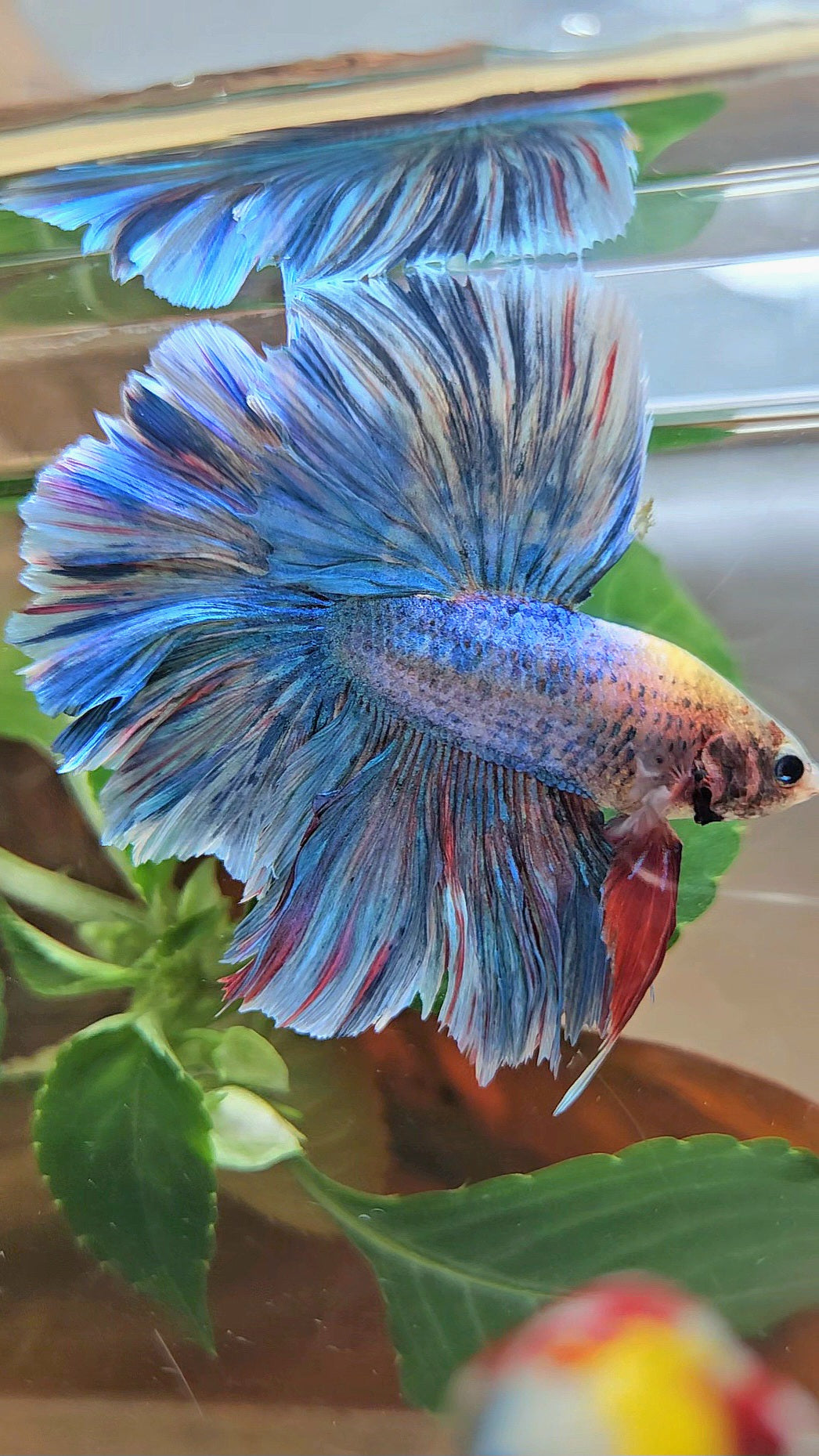 HALFMOON OVER ROSETAIL BLUE MASCOT BETTA FISH
