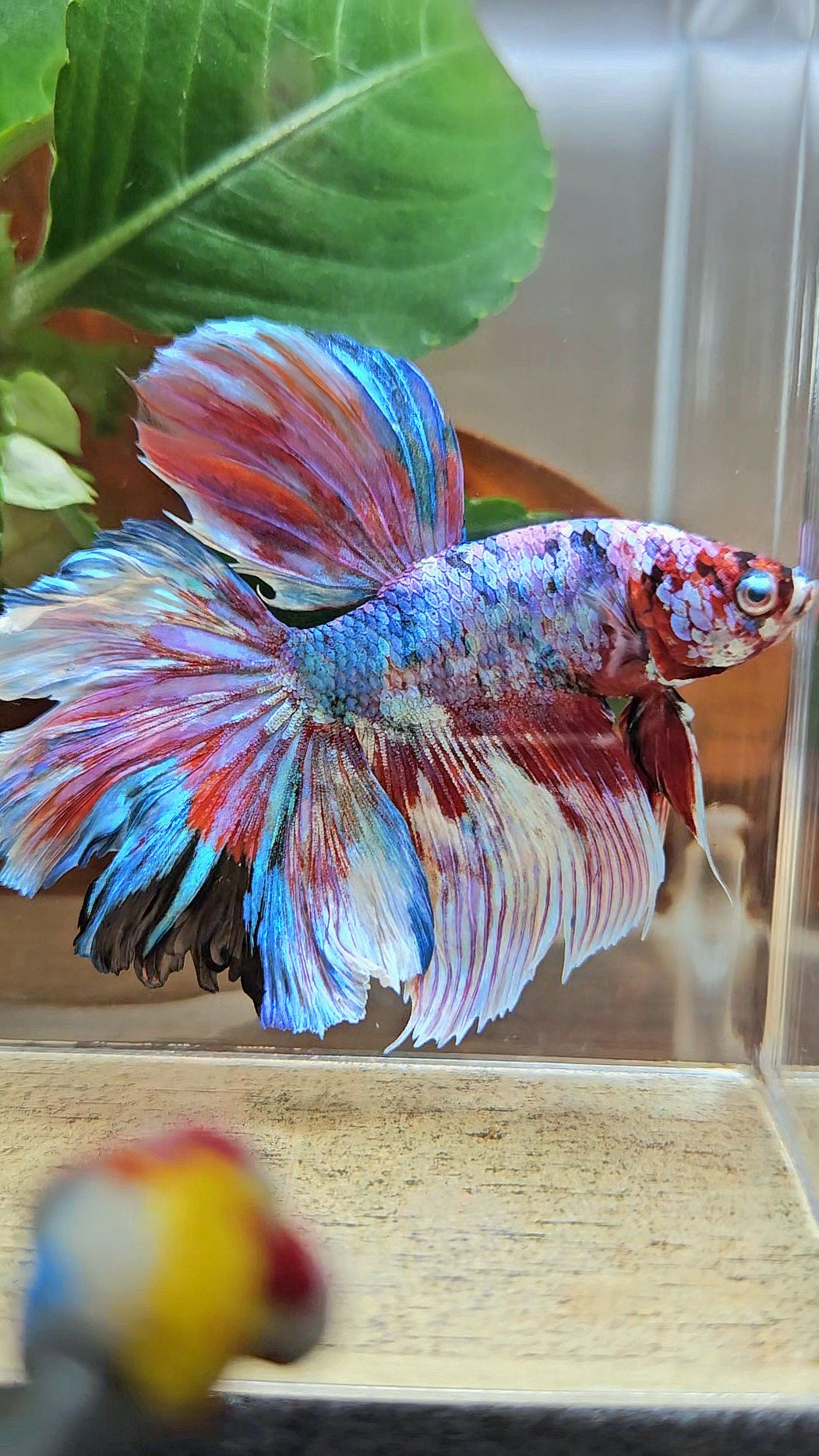 HALFMOON ROSETAIL BARONGSAI RED WHITE GALAXY PATTERN BETTA FISH