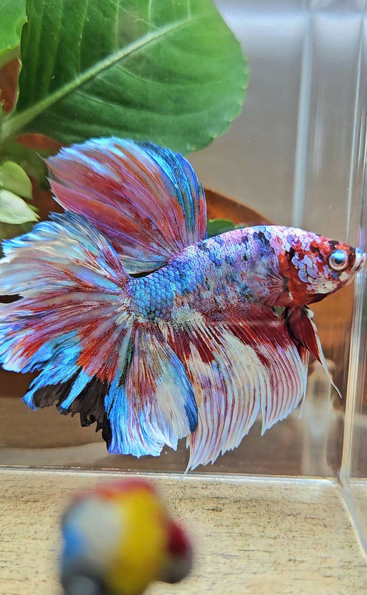 HALFMOON ROSETAIL BARONGSAI RED WHITE GALAXY PATTERN BETTA FISH