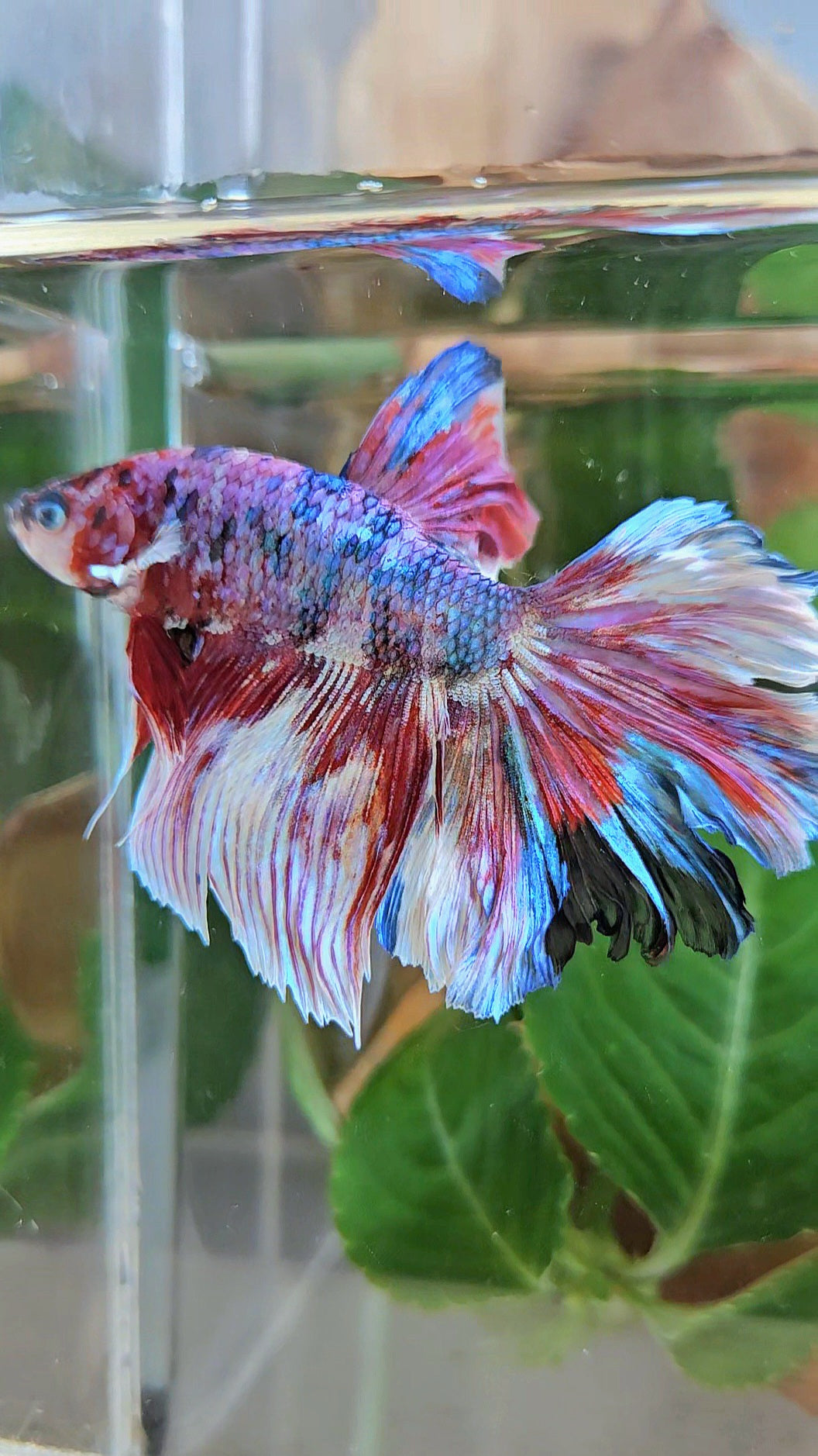 HALFMOON ROSETAIL BARONGSAI RED WHITE GALAXY PATTERN BETTA FISH