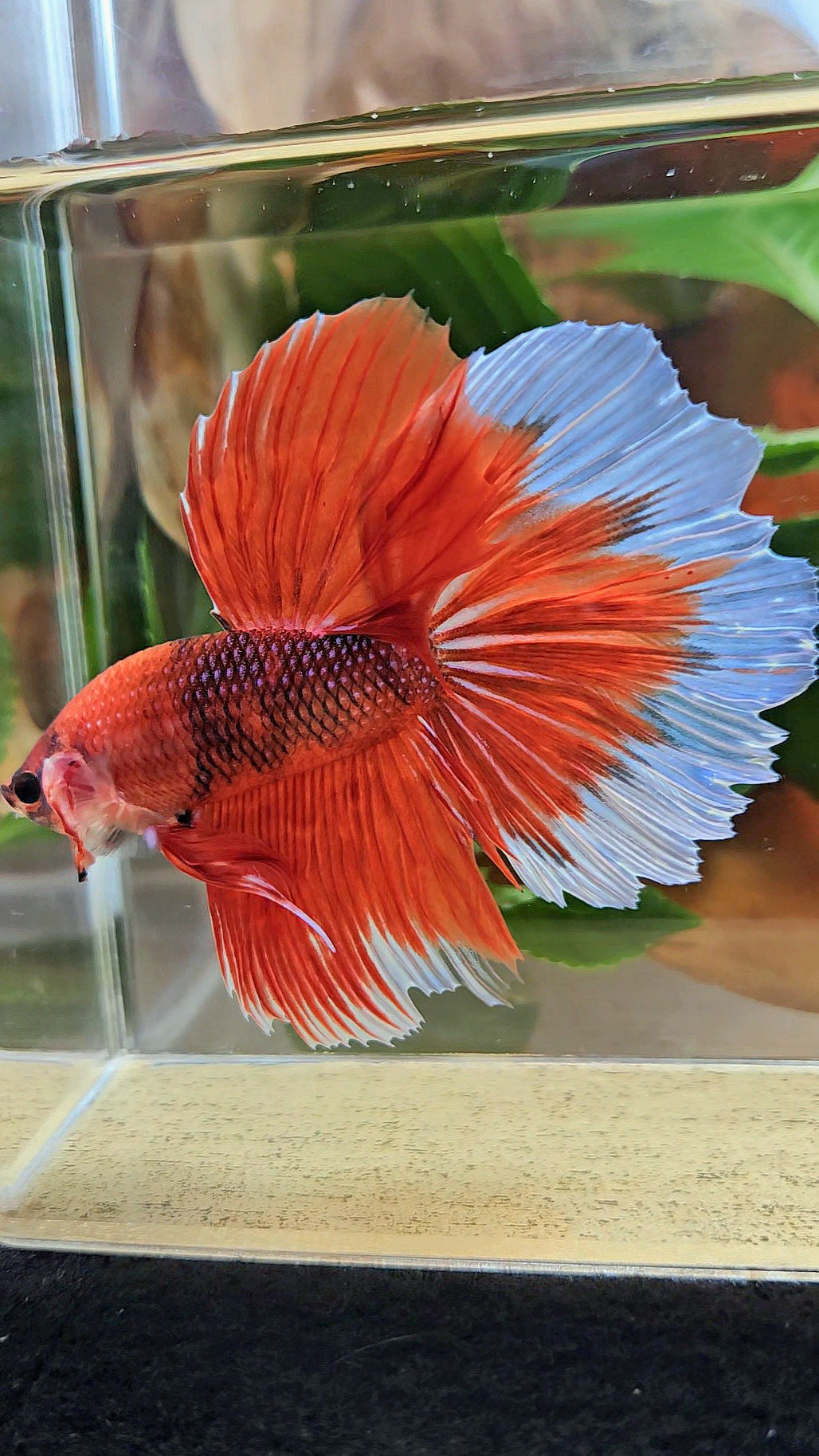 GIANT HALFMOON ROSETAIL TOTAL 8CM+ ORANGE FANCY BUTTERFLY BETTA FISH