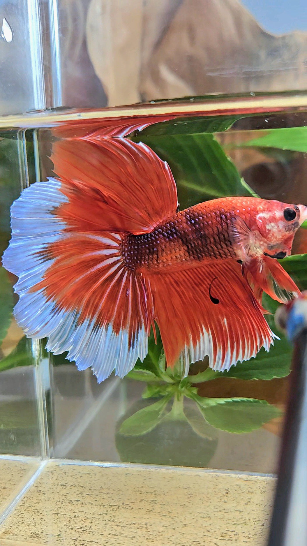 GIANT HALFMOON ROSETAIL TOTAL 8CM+ ORANGE FANCY BUTTERFLY BETTA FISH