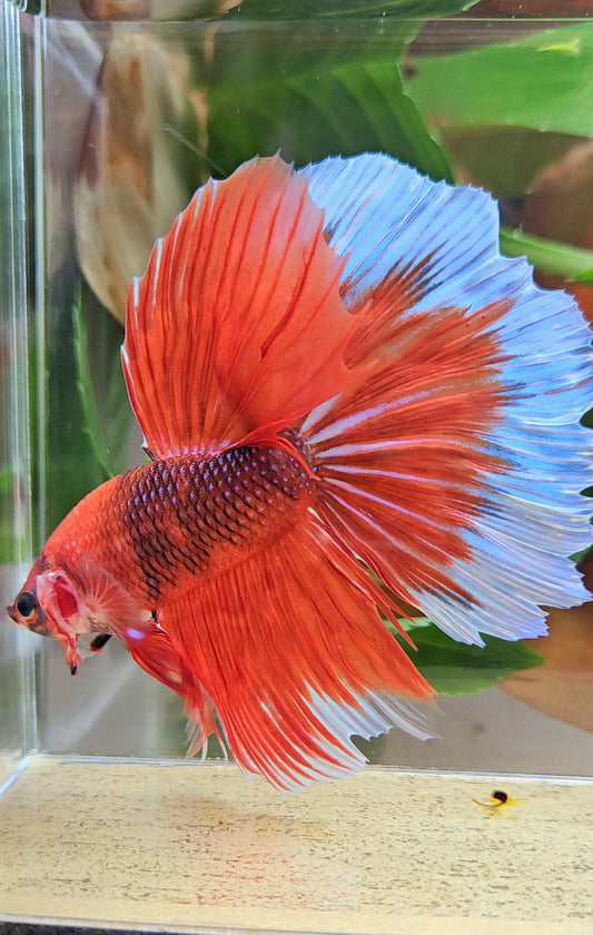 GIANT HALFMOON ROSETAIL TOTAL 8CM+ ORANGE FANCY BUTTERFLY BETTA FISH