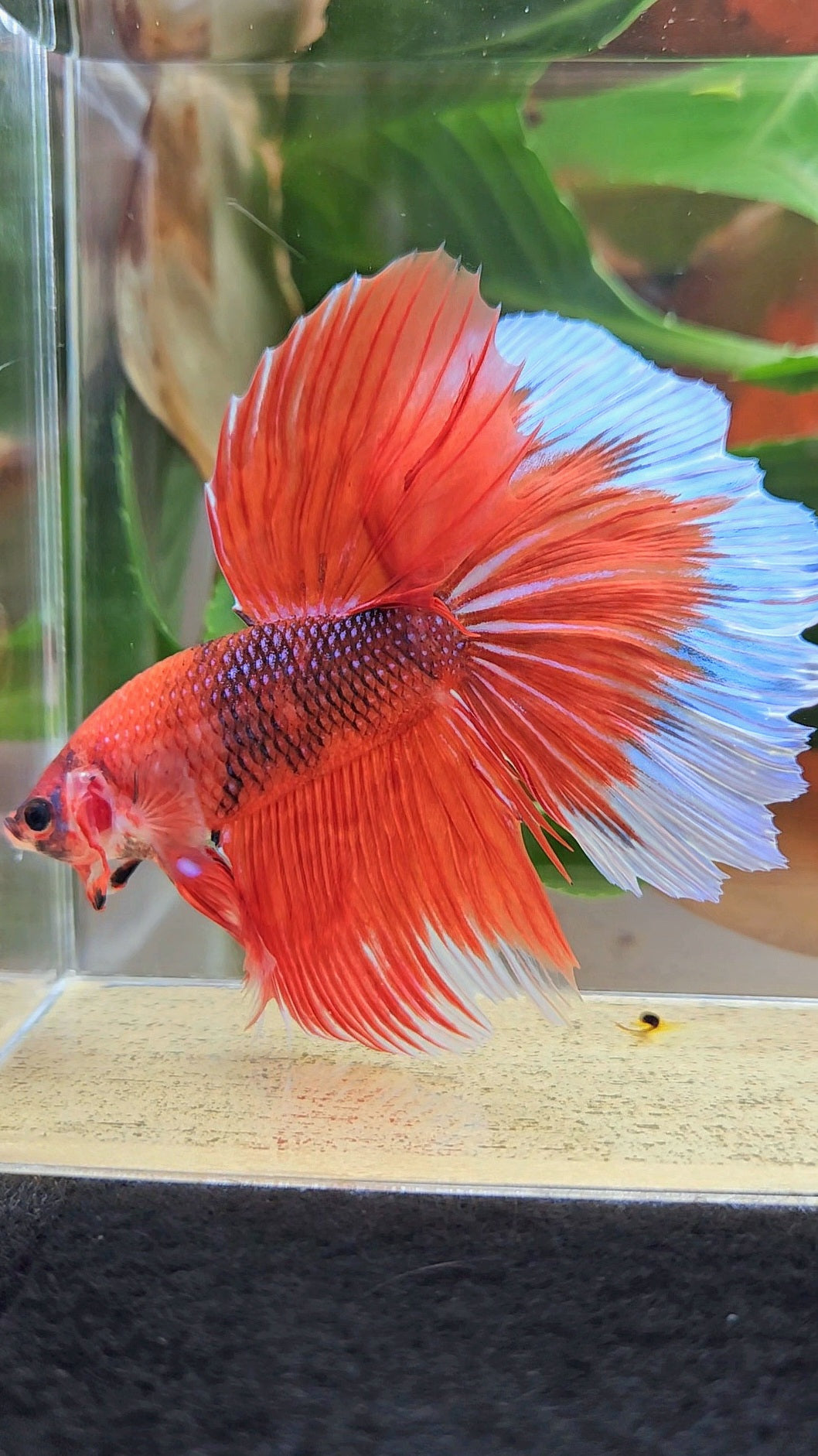 GIANT HALFMOON ROSETAIL TOTAL 8CM+ ORANGE FANCY BUTTERFLY BETTA FISH