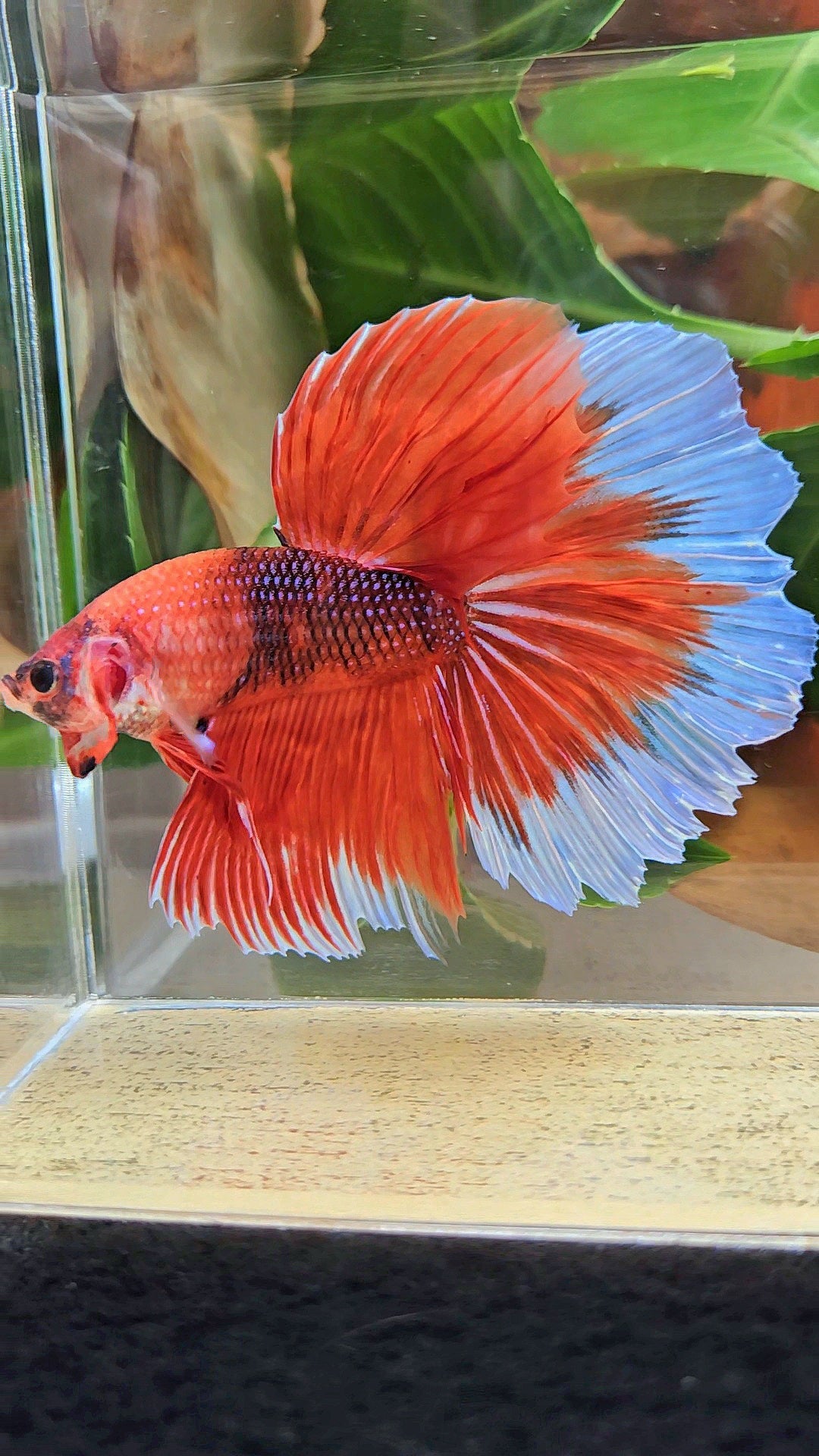 GIANT HALFMOON ROSETAIL TOTAL 8CM+ ORANGE FANCY BUTTERFLY BETTA FISH