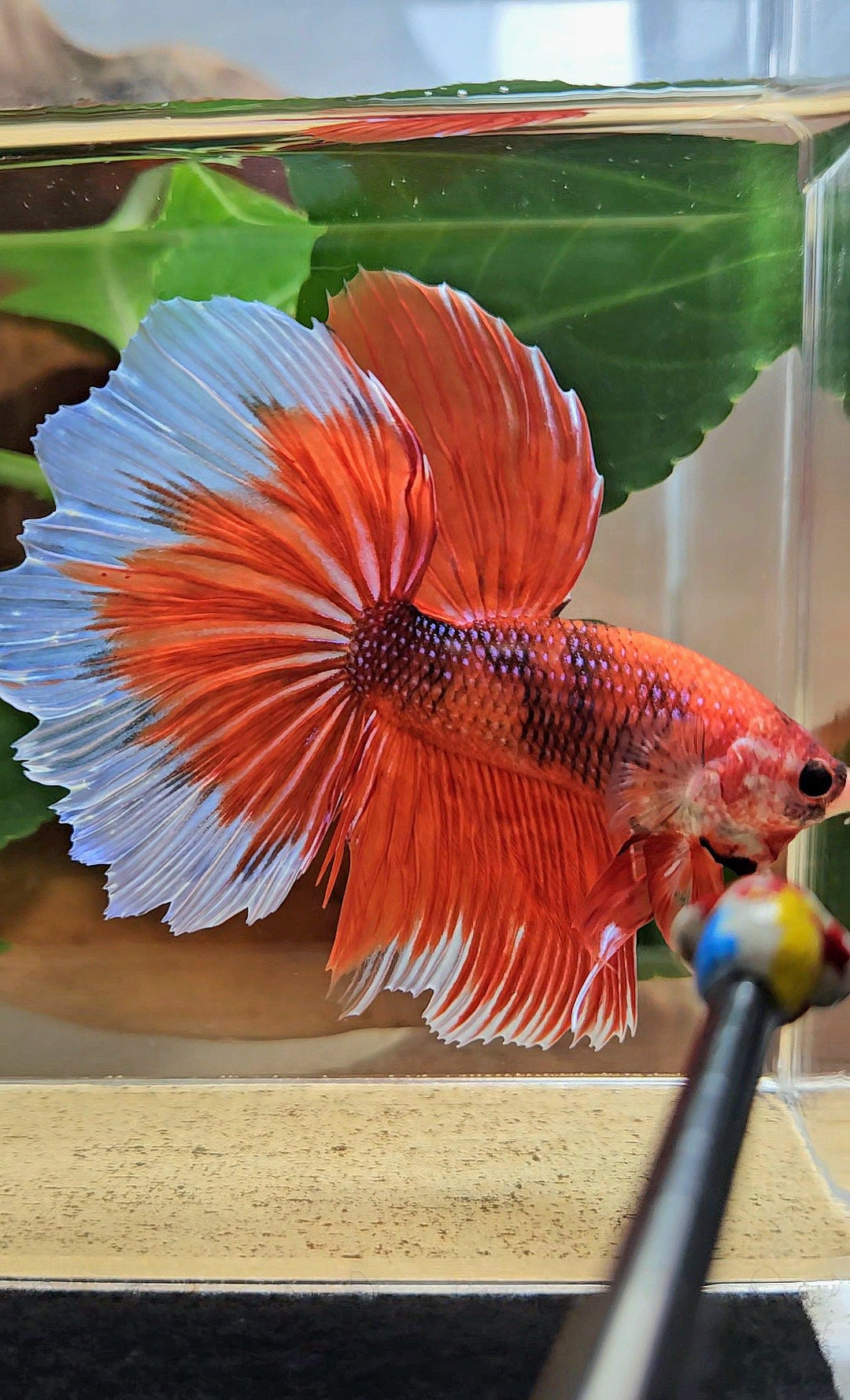 GIANT HALFMOON ROSETAIL TOTAL 8CM+ ORANGE FANCY BUTTERFLY BETTA FISH