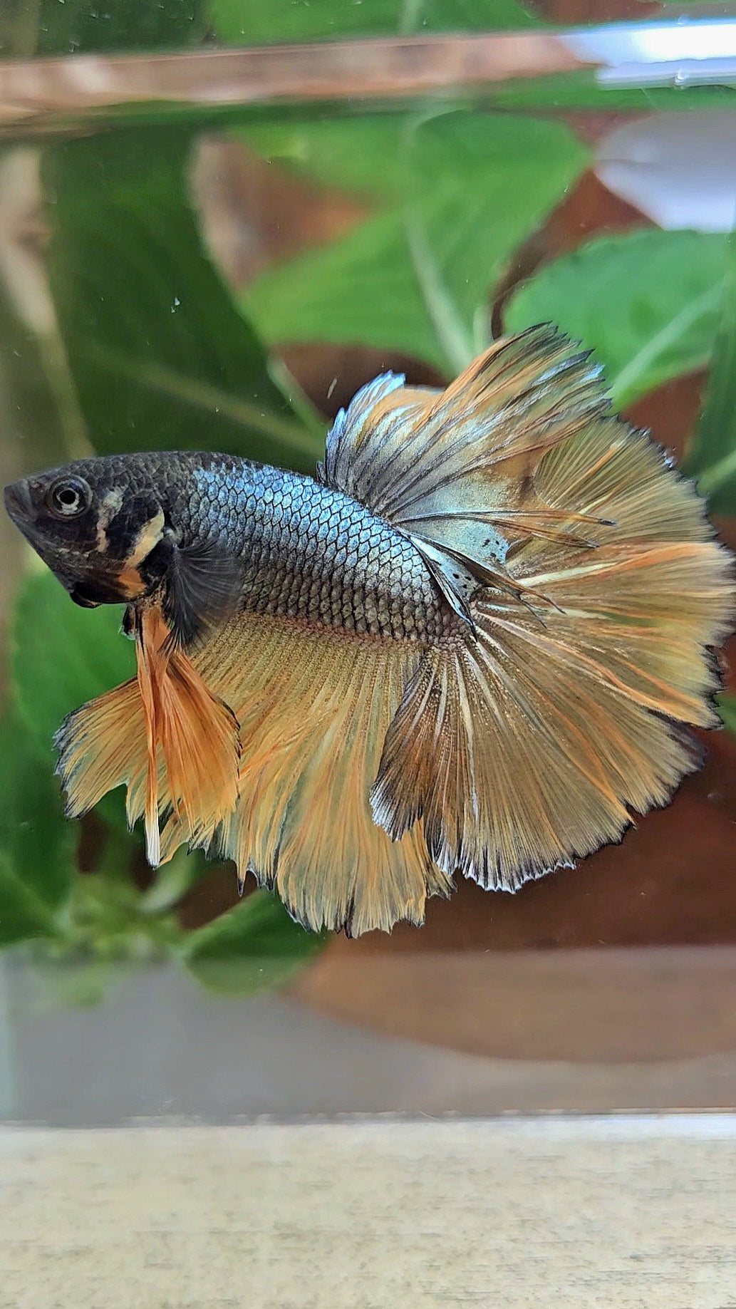 HALFMOON ROSETAIL YELLOW COPPER MUSTARD GAS BETTA FISH