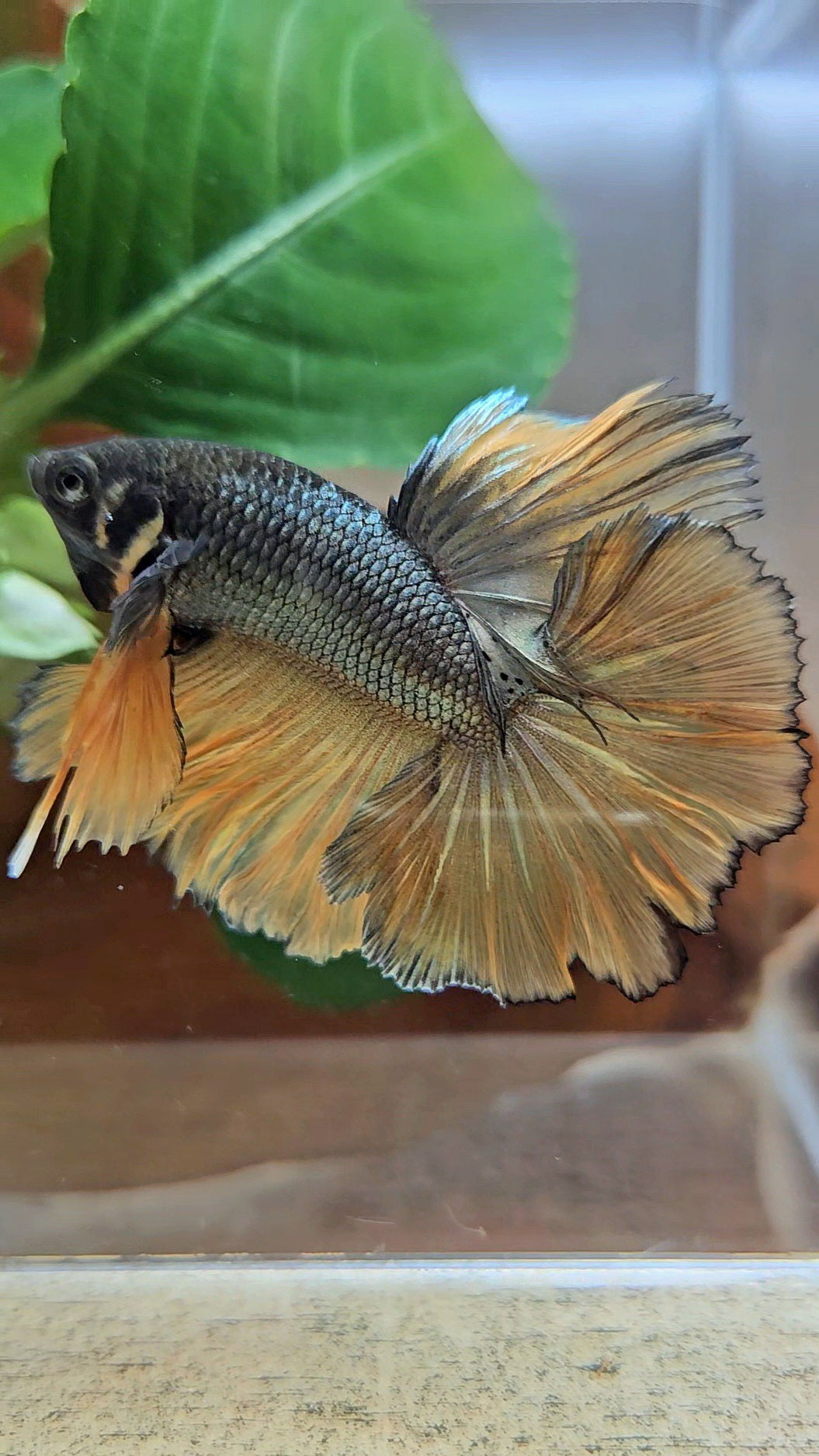 HALFMOON ROSETAIL YELLOW COPPER MUSTARD GAS BETTA FISH