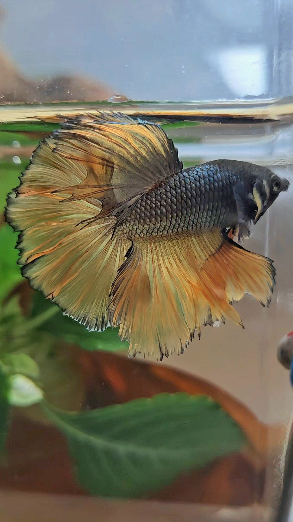 HALFMOON ROSETAIL YELLOW COPPER MUSTARD GAS BETTA FISH