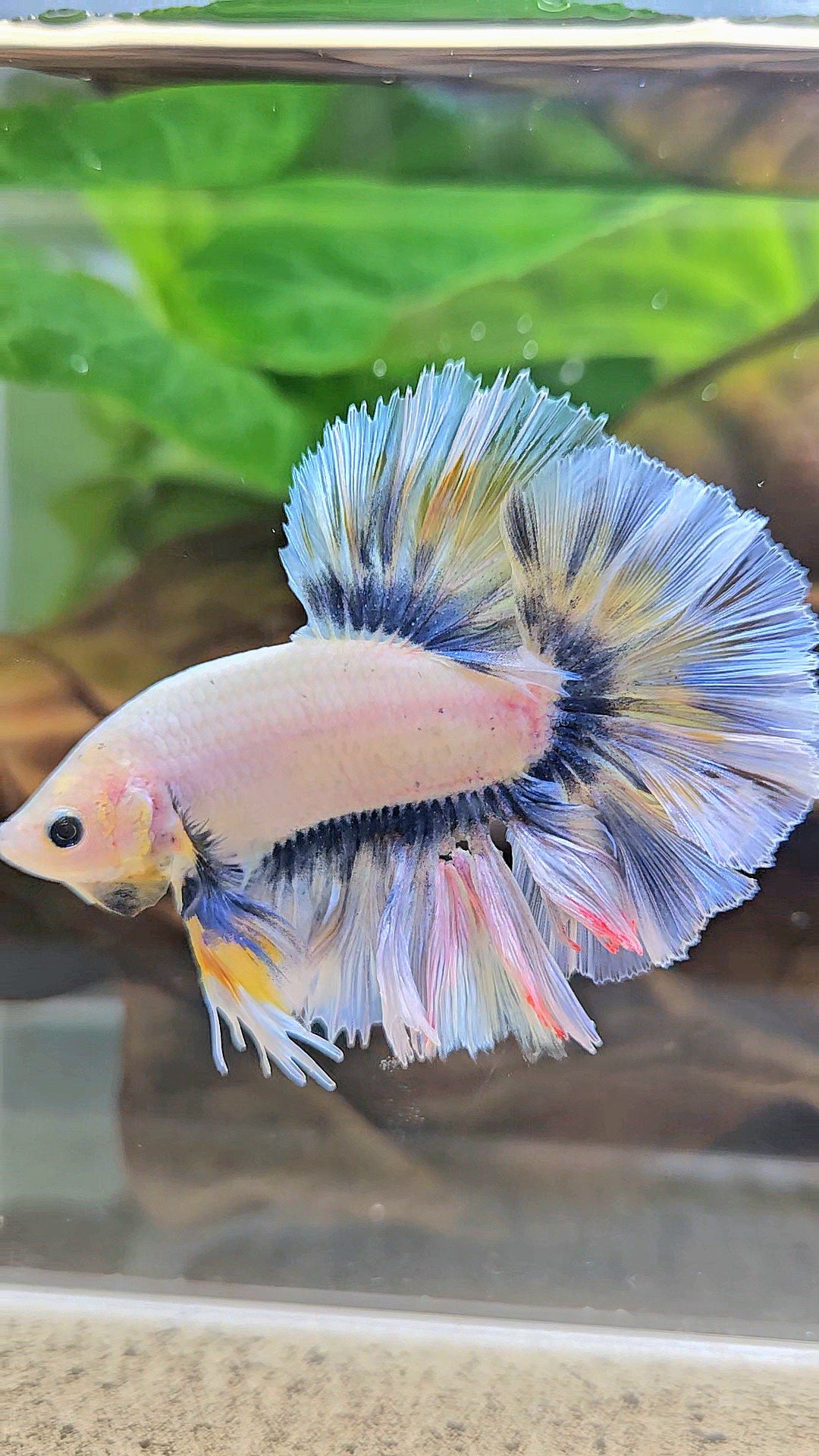 KING ROSETAIL HALFMOON GRAY YELLOW BETTA FISH