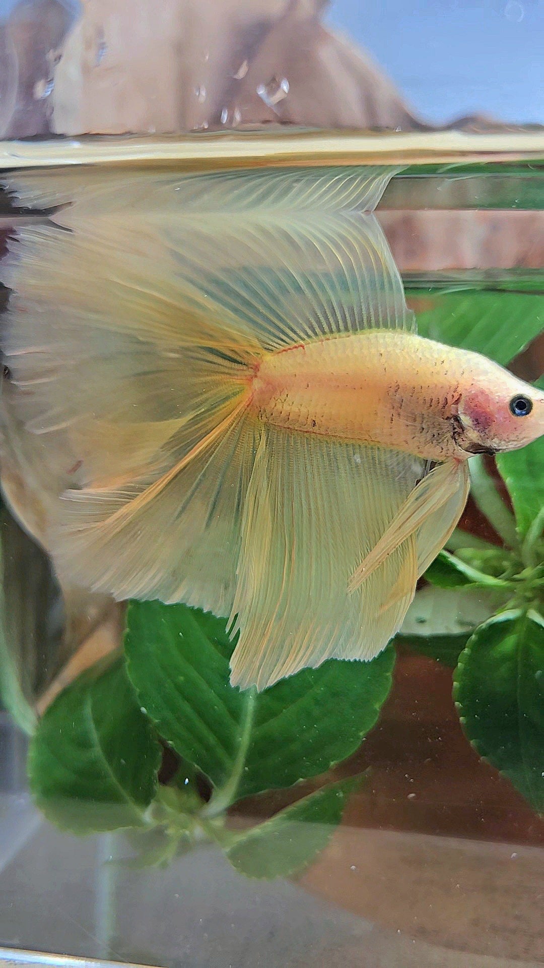 HAFMOON OVER DOUBLE TAIL SUPER YELLOW BETTA FISH