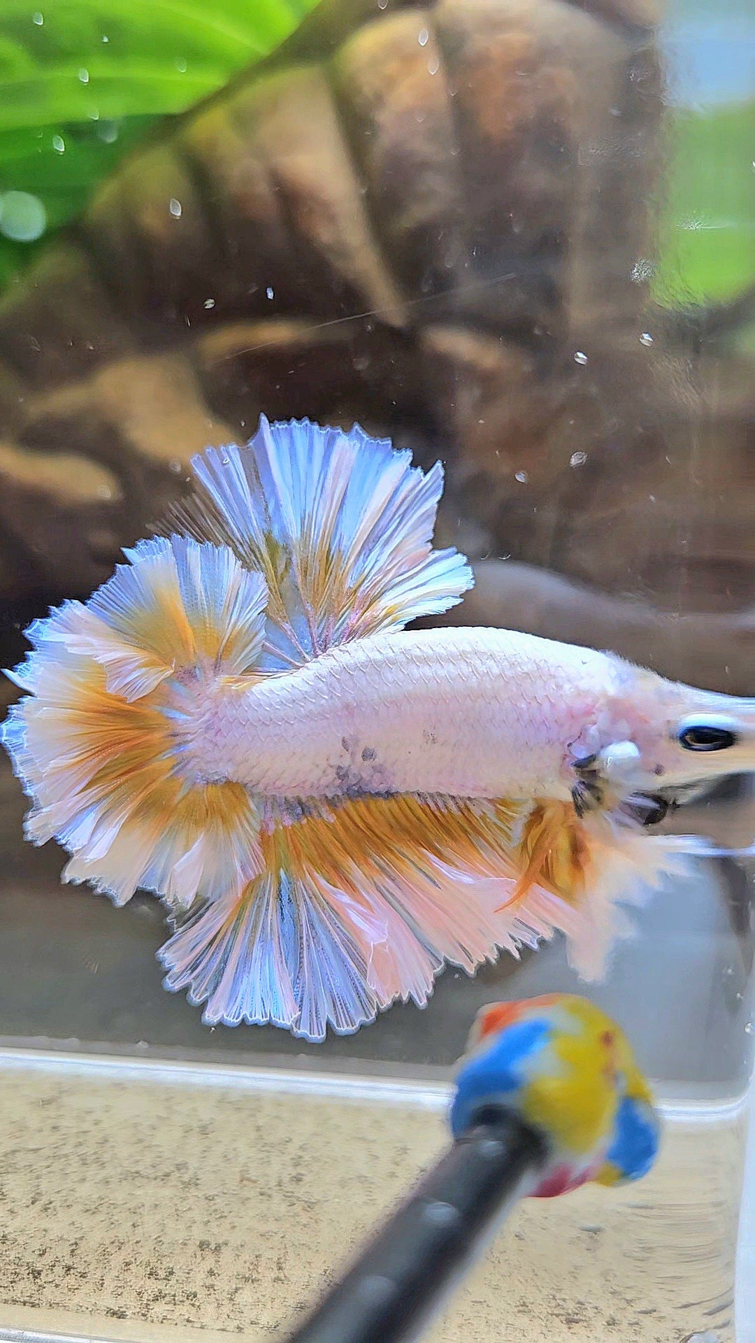 LUXURY KING FEATHER TAIL HALFMOON YELLOW PEACH BETTA FISH