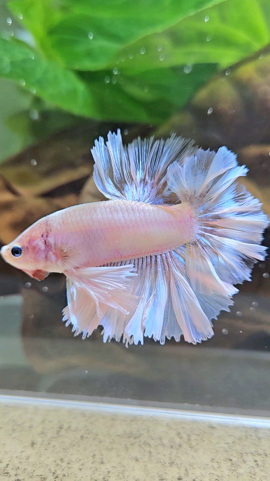 KING FEATHER TAIL HALFMOON WHITE CELLOPHANE BETTA FISH