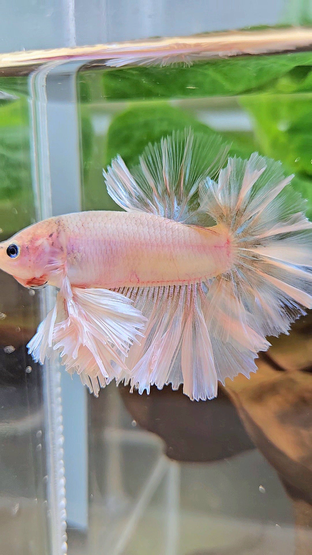 KING FEATHER TAIL HALFMOON WHITE CELLOPHANE BETTA FISH