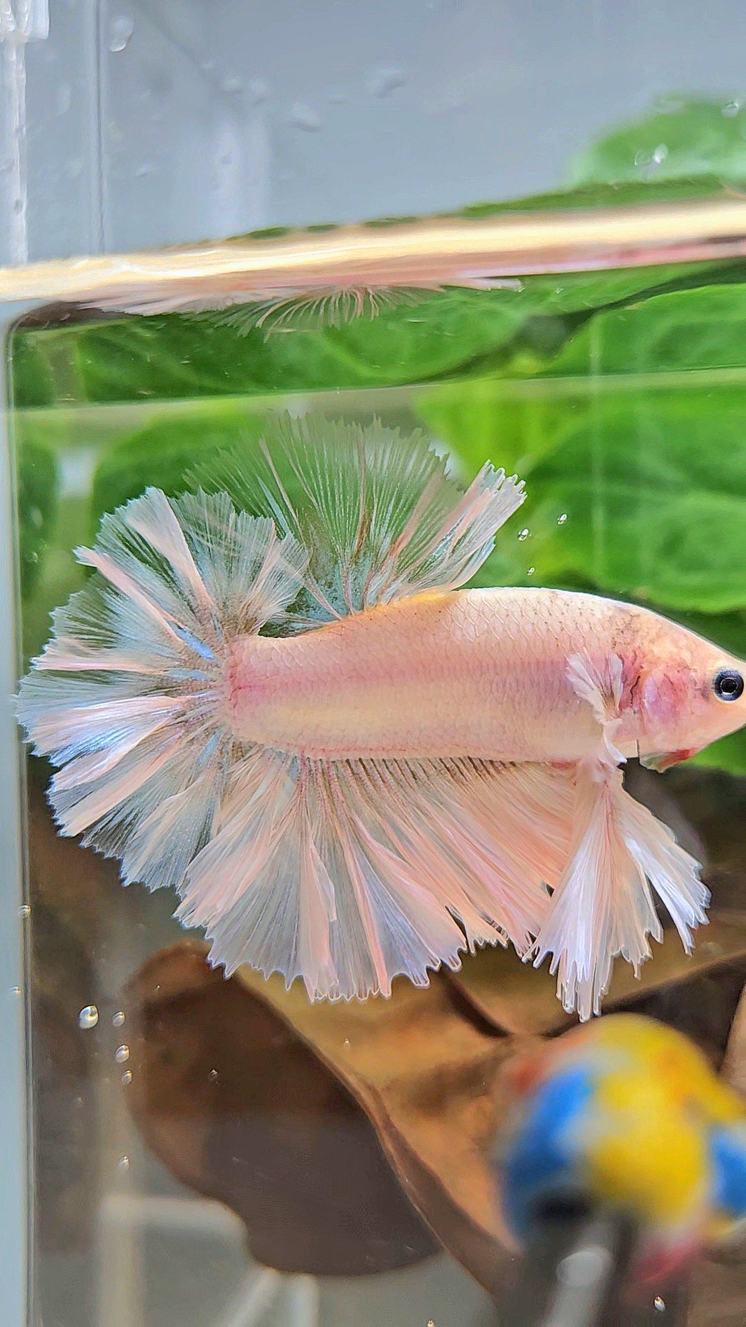 KING FEATHER TAIL HALFMOON WHITE CELLOPHANE BETTA FISH