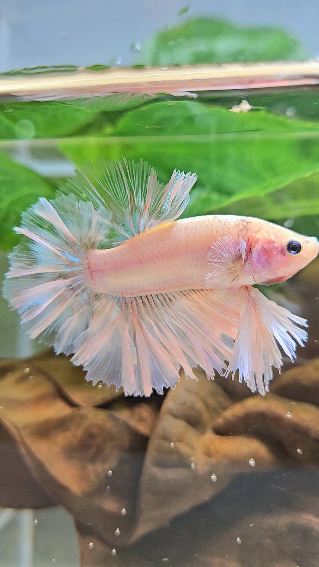 KING FEATHER TAIL HALFMOON WHITE CELLOPHANE BETTA FISH