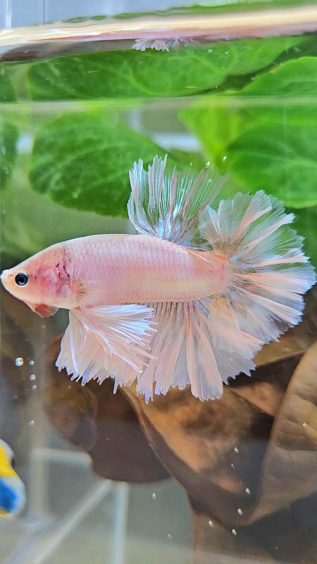 KING FEATHER TAIL HALFMOON WHITE CELLOPHANE BETTA FISH
