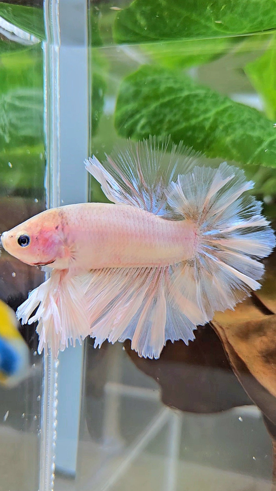 KING FEATHER TAIL HALFMOON WHITE CELLOPHANE BETTA FISH