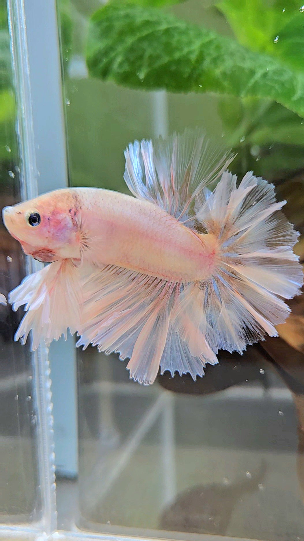 KING FEATHER TAIL HALFMOON WHITE CELLOPHANE BETTA FISH