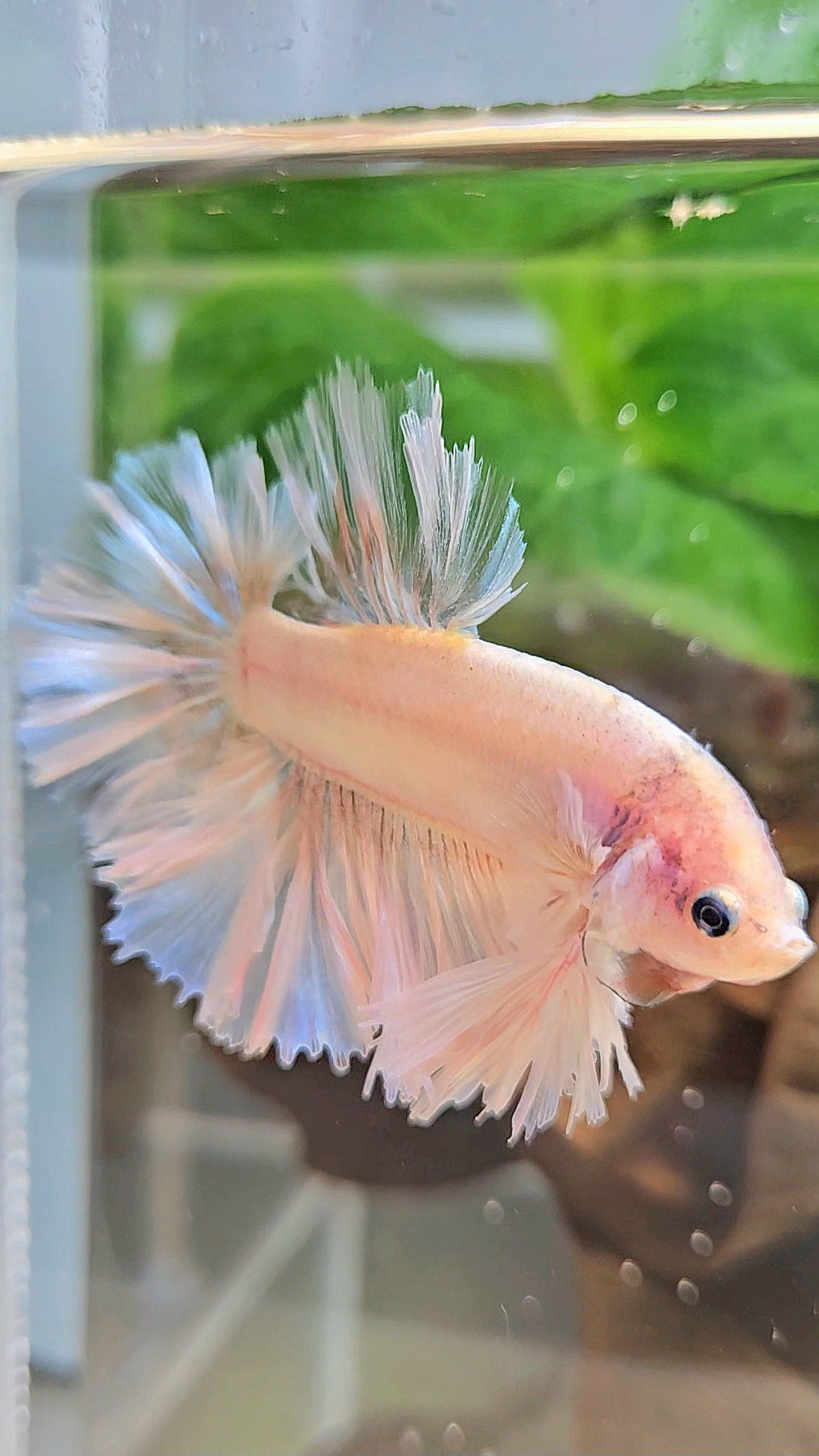 KING FEATHER TAIL HALFMOON WHITE CELLOPHANE BETTA FISH