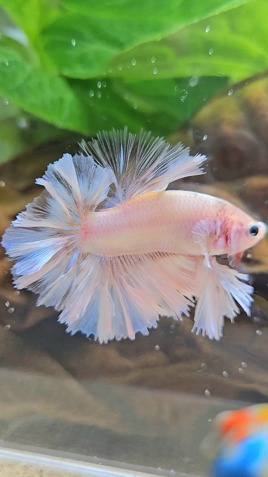 KING FEATHER TAIL HALFMOON WHITE CELLOPHANE BETTA FISH