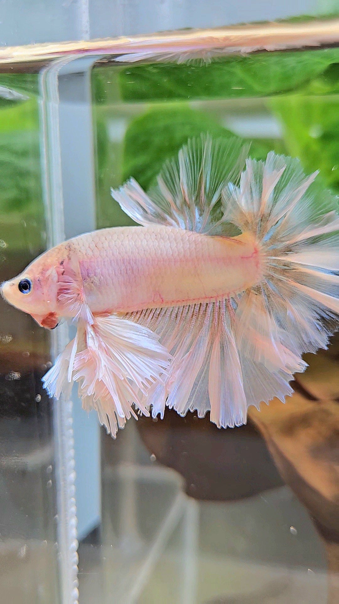 KING FEATHER TAIL HALFMOON WHITE CELLOPHANE BETTA FISH