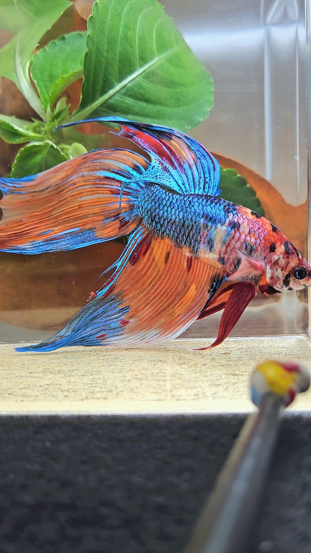 SUPER GIANT VEILTAIL TOTAL 10CM+ ORANGE BLUE METTALIC MULTICOLOR BETTA FISH