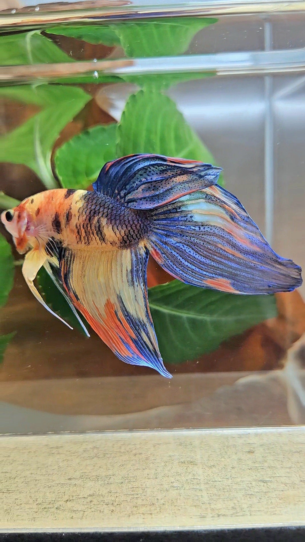 VEILTAIL YELLOW ORANGE MULTICOLOR BETTA FISH
