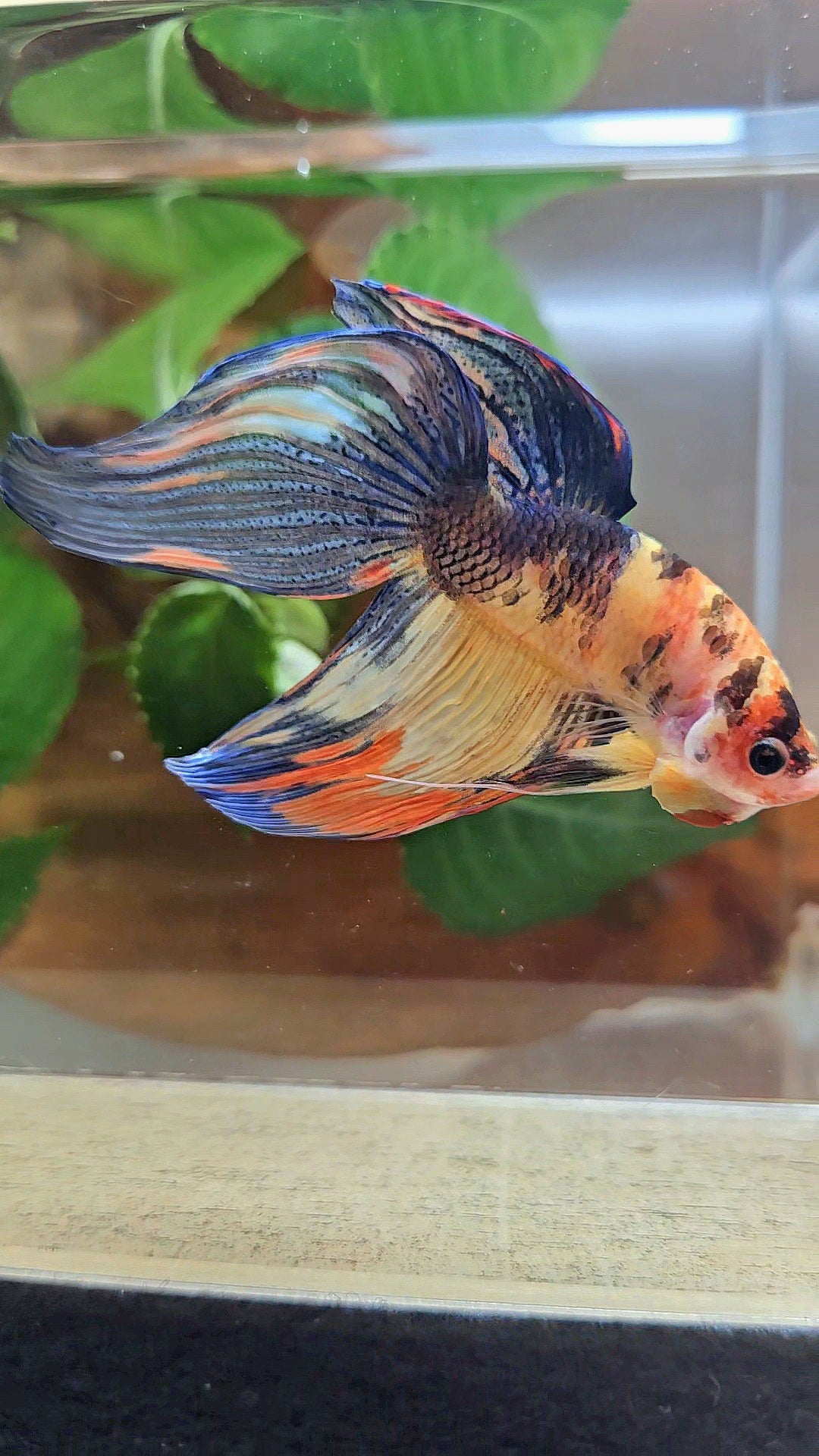 VEILTAIL YELLOW ORANGE MULTICOLOR BETTA FISH