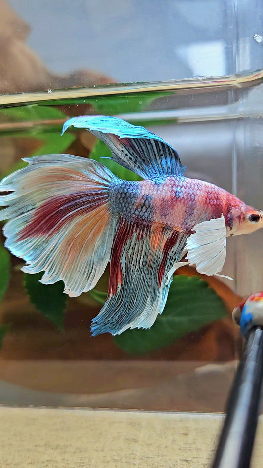 HALFMOON DUMBO EAR METALLIC FANCY MULTICOLOR BETTA FISH