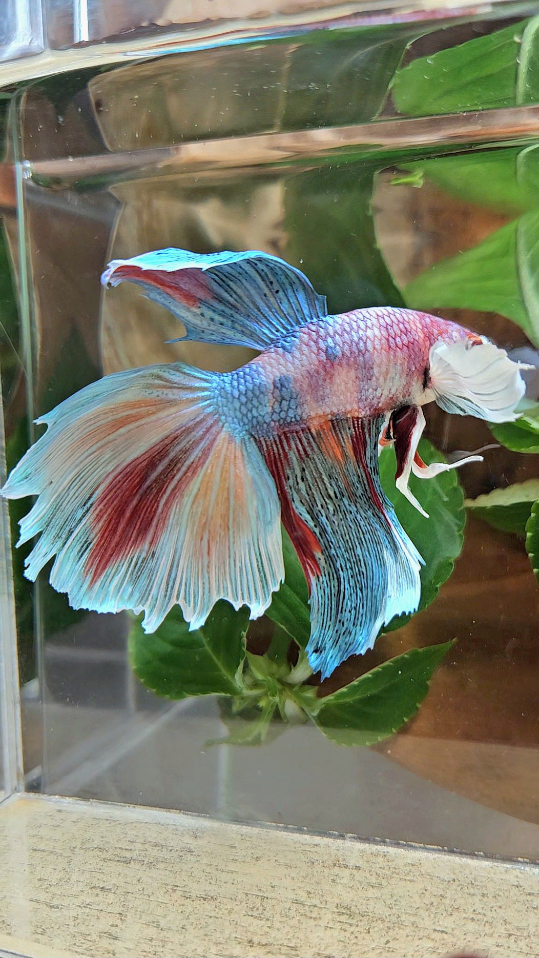 HALFMOON DUMBO EAR METALLIC FANCY MULTICOLOR BETTA FISH