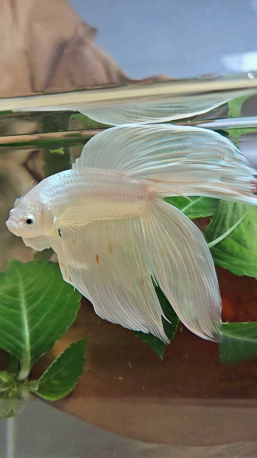 VEILTAIL DOUBLE TAIL SOFT GOLD PLATINUM ORANGE WASH BETTA FISH