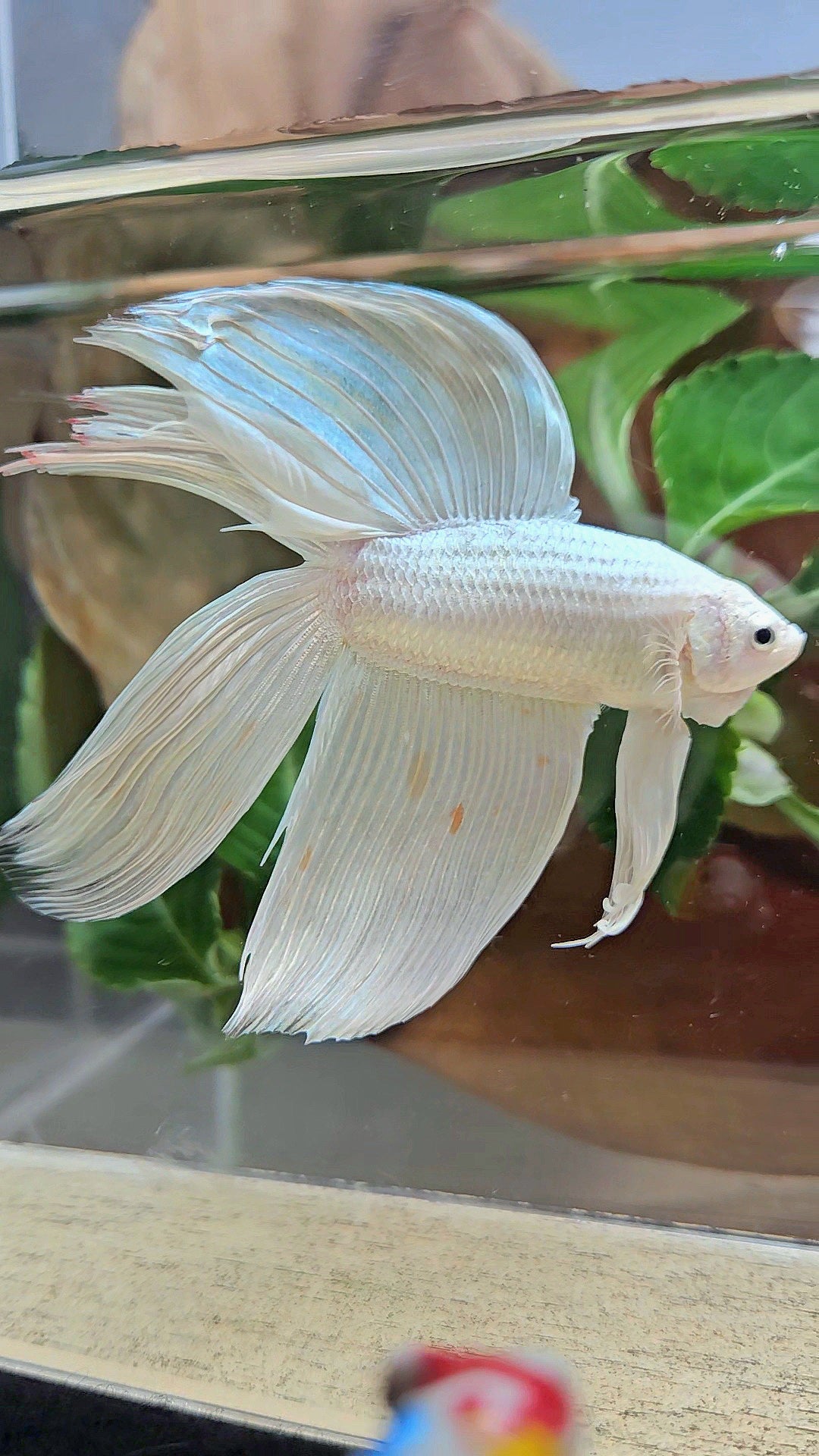 VEILTAIL DOUBLE TAIL SOFT GOLD PLATINUM ORANGE WASH BETTA FISH