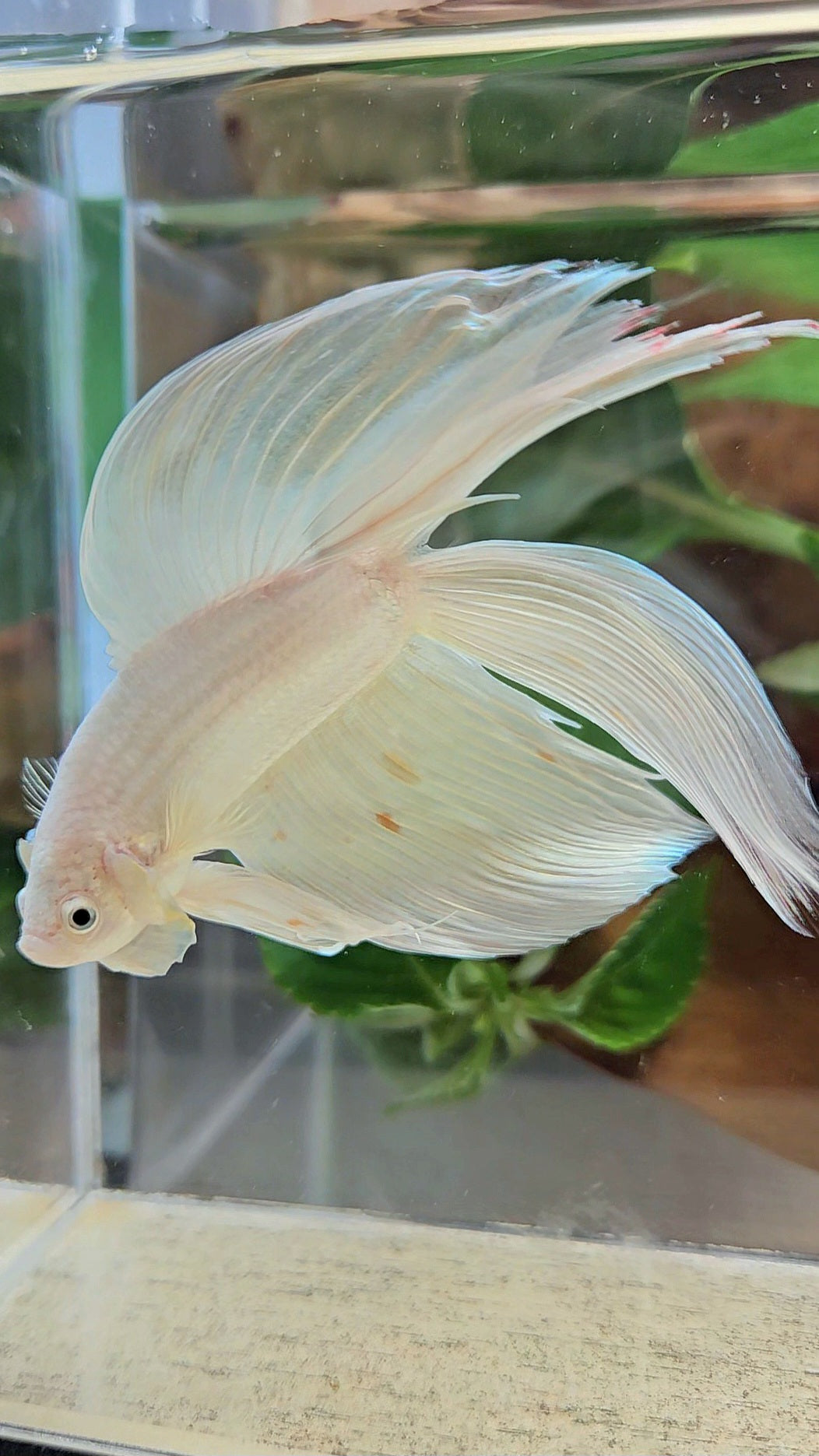 VEILTAIL DOUBLE TAIL SOFT GOLD PLATINUM ORANGE WASH BETTA FISH