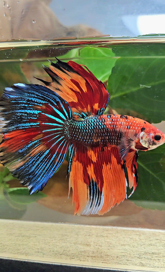 LUXURY GIANT HALFMOON TOTAL 8,5CM+ SUPER MULTICOLOR METALLIC FIRE BETTA FISH