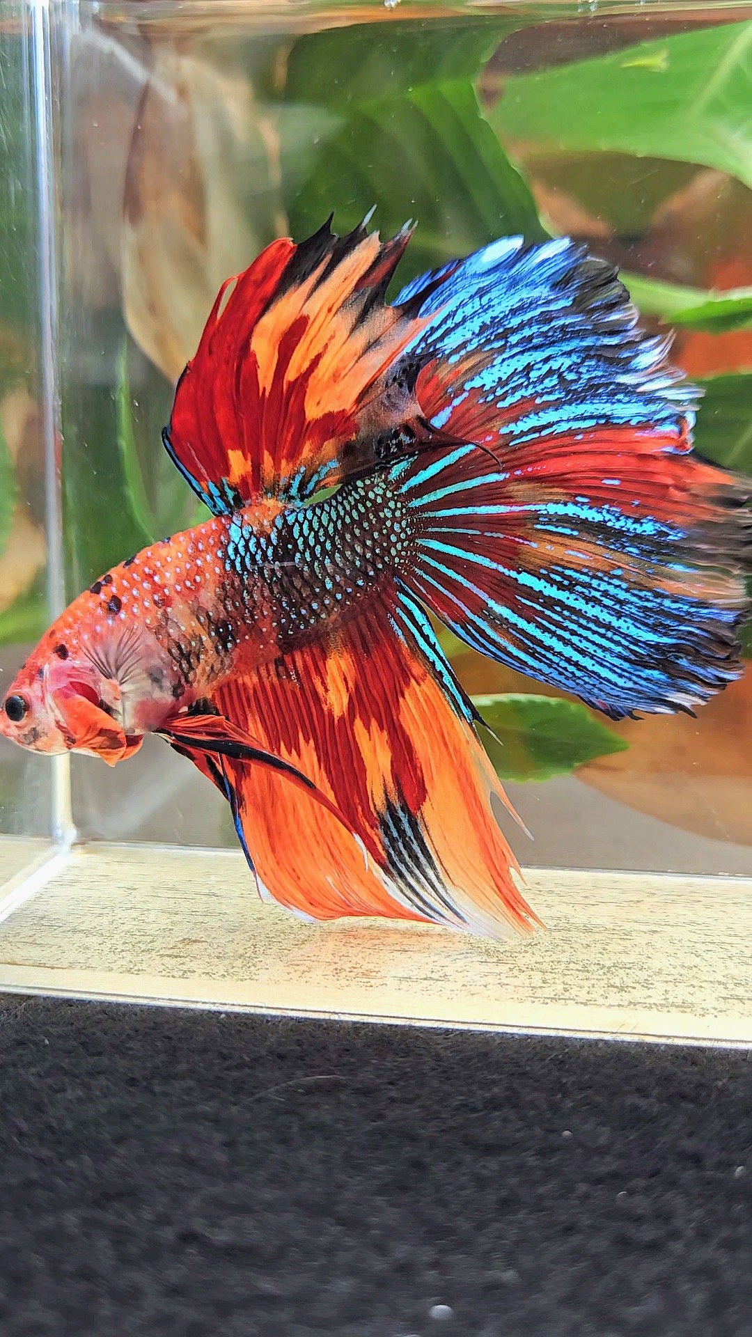 LUXURY GIANT HALFMOON TOTAL 8,5CM+ SUPER MULTICOLOR METALLIC FIRE BETTA FISH