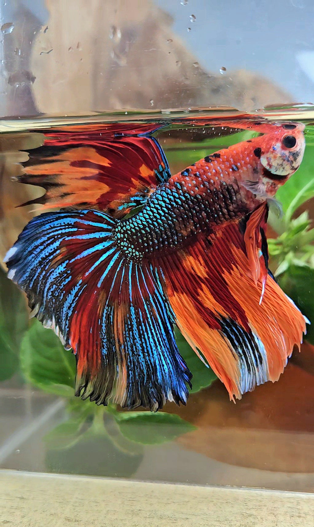 LUXURY GIANT HALFMOON TOTAL 8,5CM+ SUPER MULTICOLOR METALLIC FIRE BETTA FISH