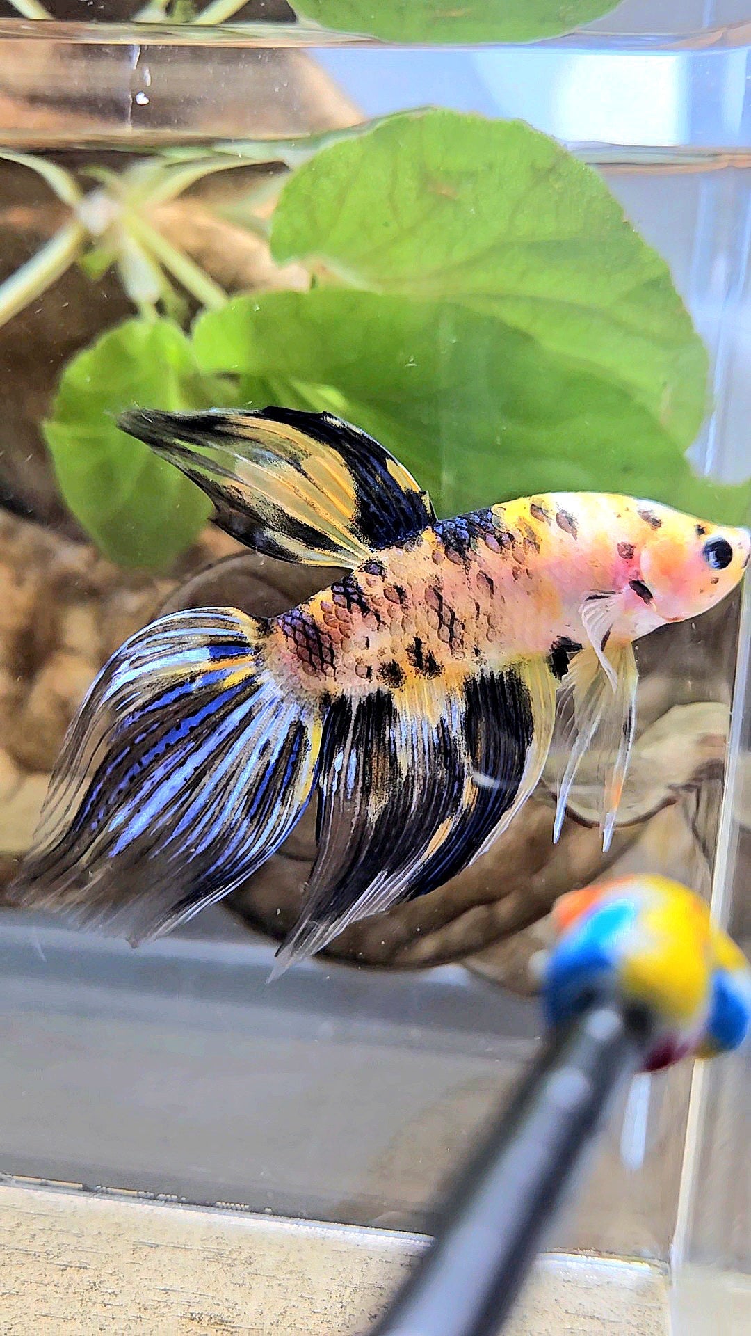 VEILTAIL YELLOW DOTS MARBLE TIGER MULTICOLOR BETTA FISH