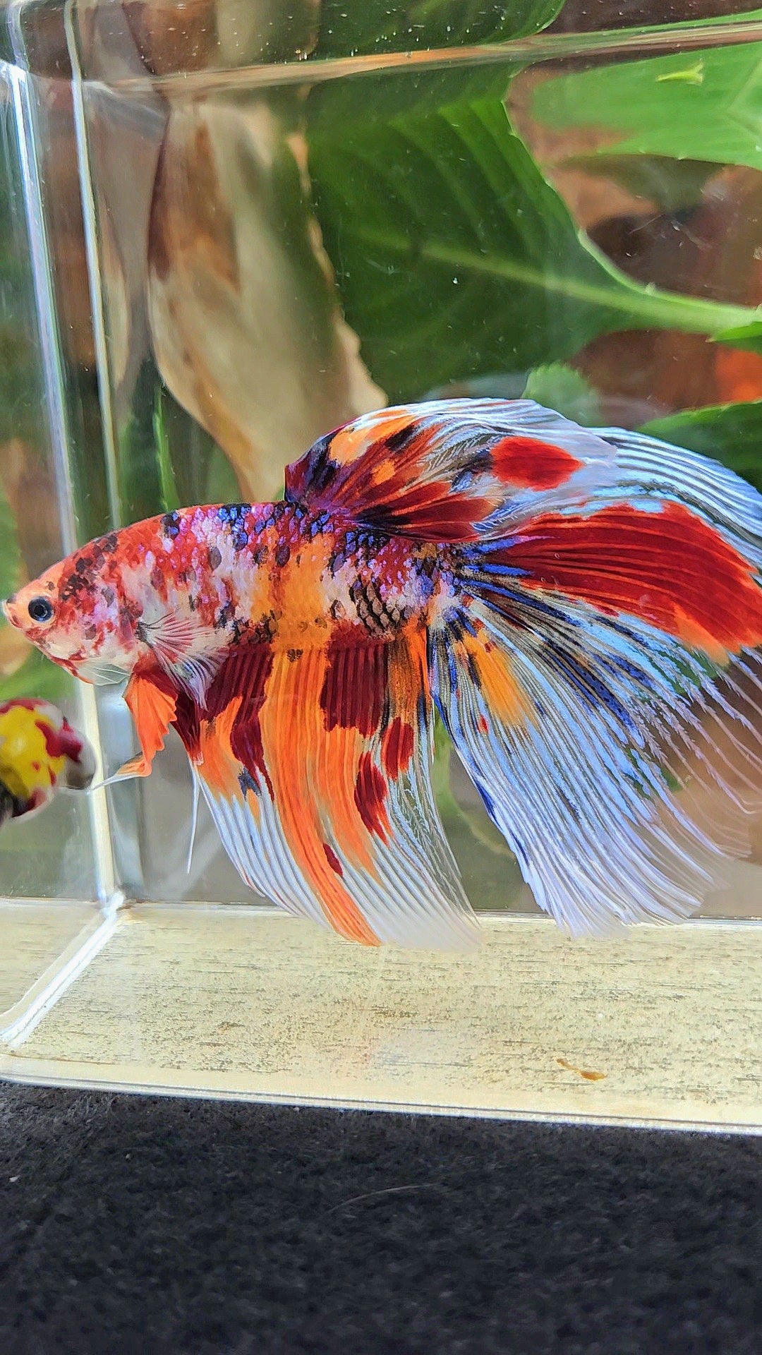 GIANT HALFMOON TOTAL 8,5CM+ FANCY FIRE MULTICOLOR BETTA FISH