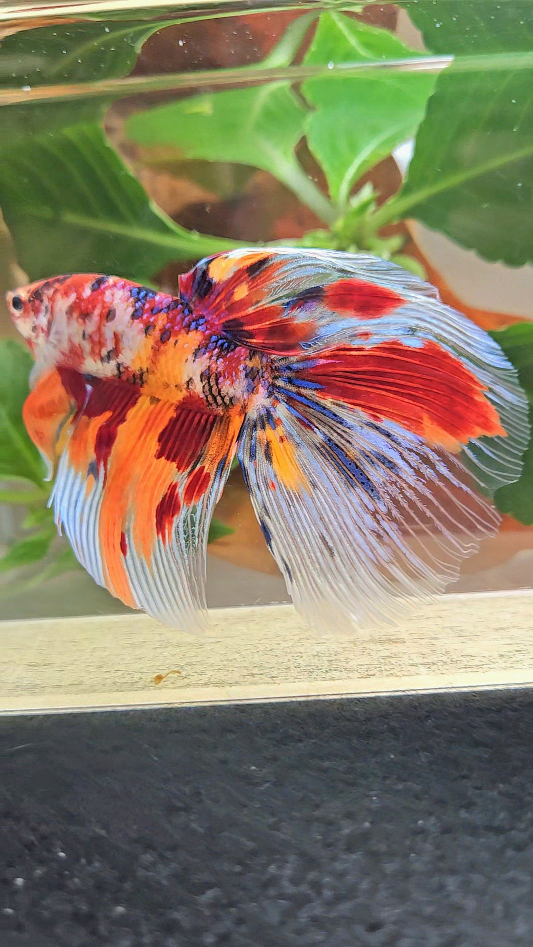 GIANT HALFMOON TOTAL 8,5CM+ FANCY FIRE MULTICOLOR BETTA FISH