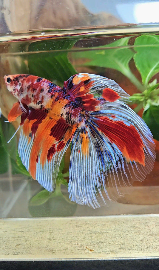 GIANT HALFMOON TOTAL 8,5CM+ FANCY FIRE MULTICOLOR BETTA FISH