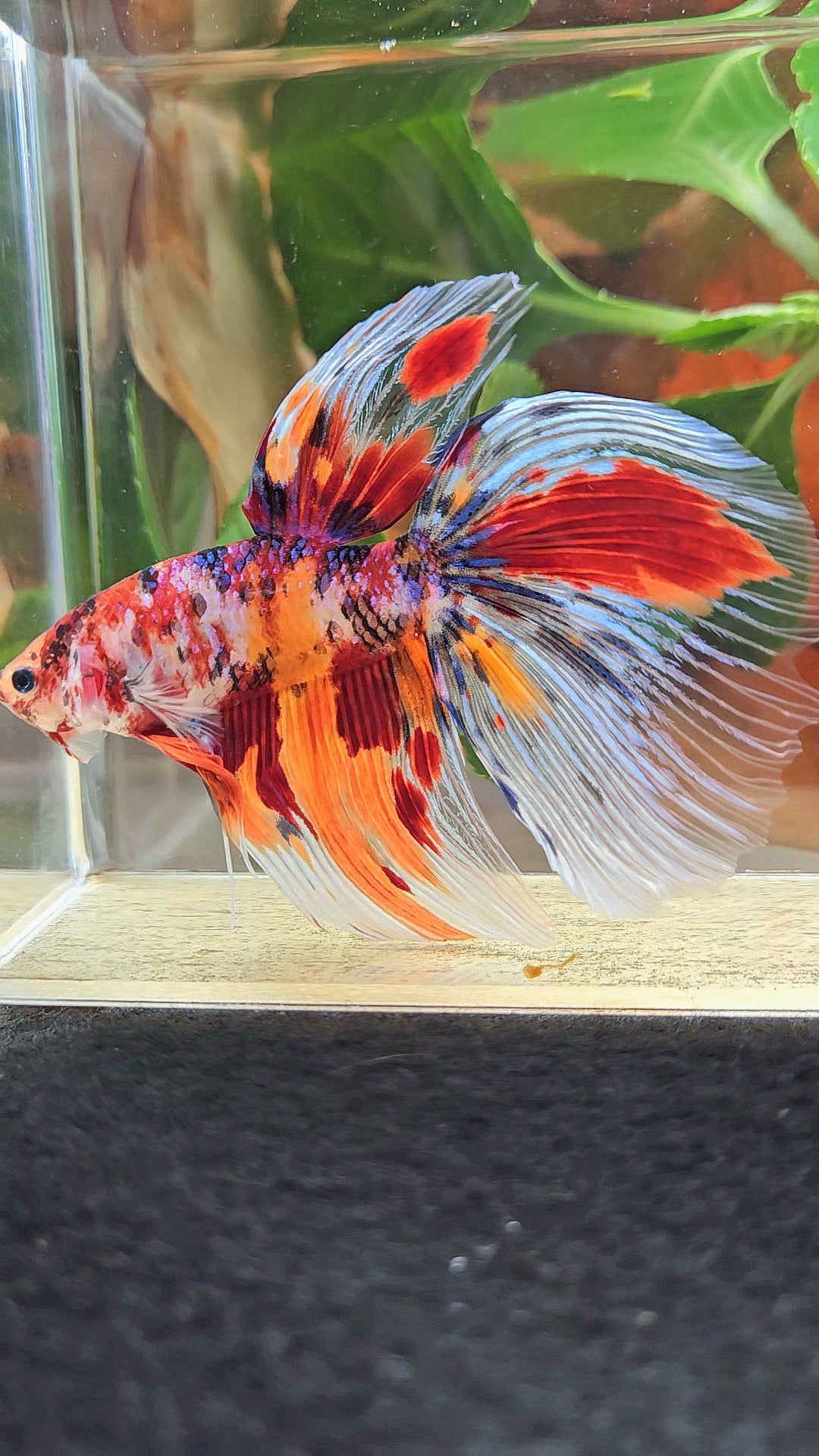 GIANT HALFMOON TOTAL 8,5CM+ FANCY FIRE MULTICOLOR BETTA FISH