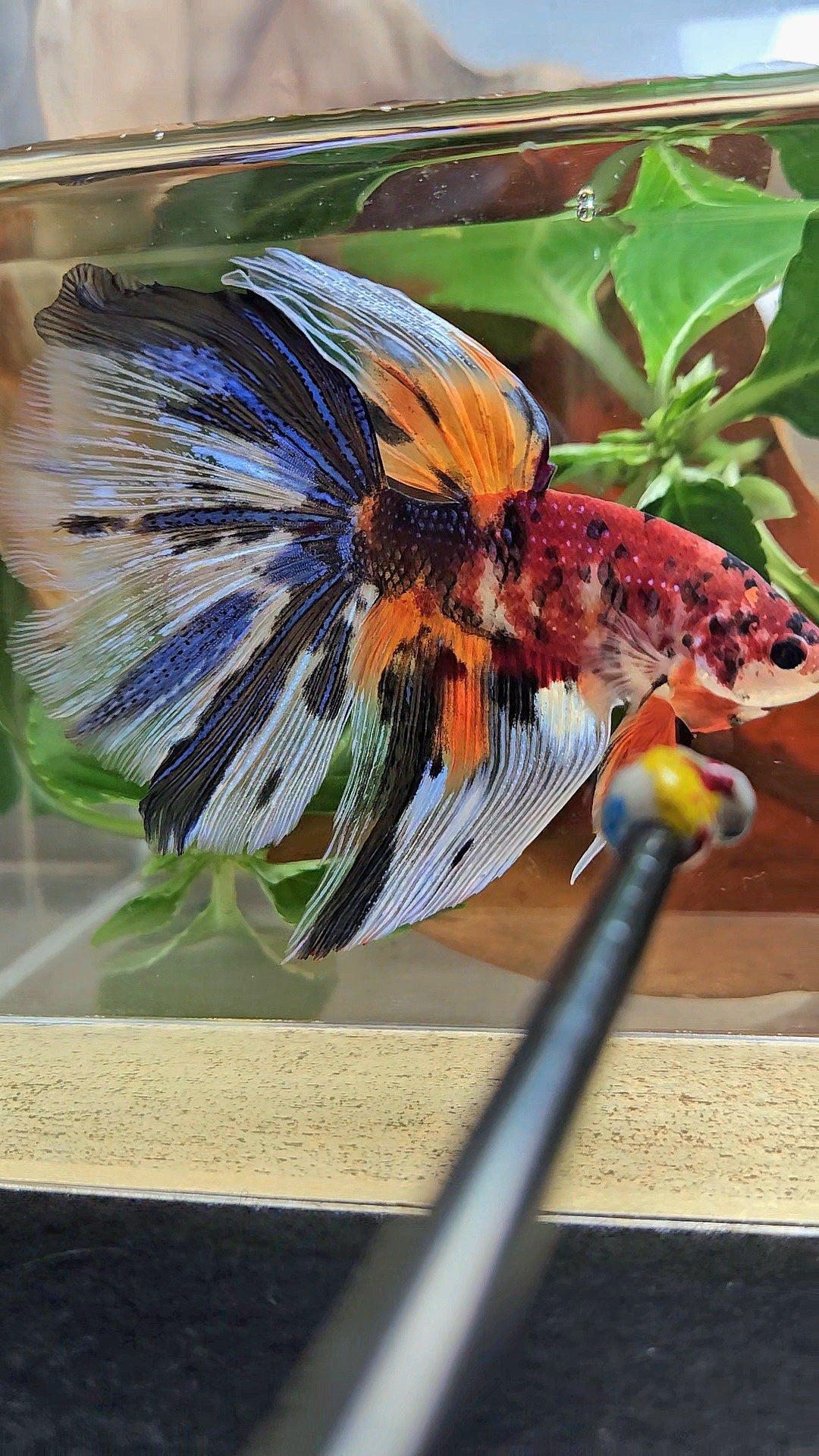 GIANT HALFMOON TOTAL 8,5CM+ FANCY METALLIC MULTICOLOR BETTA FISH