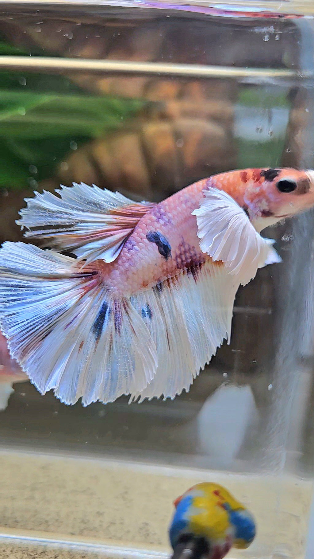 HALFMOON DUMBO EAR CANDY MULTICOLOR BETTA FISH