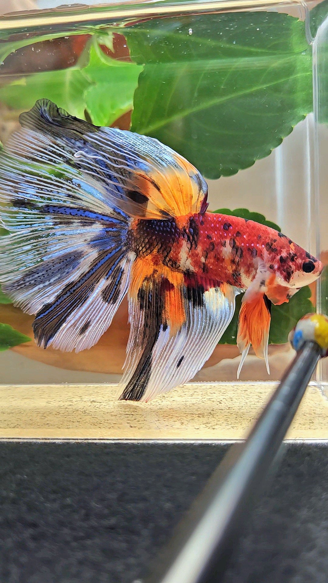 GIANT HALFMOON TOTAL 8,5CM+ FANCY METALLIC MULTICOLOR BETTA FISH