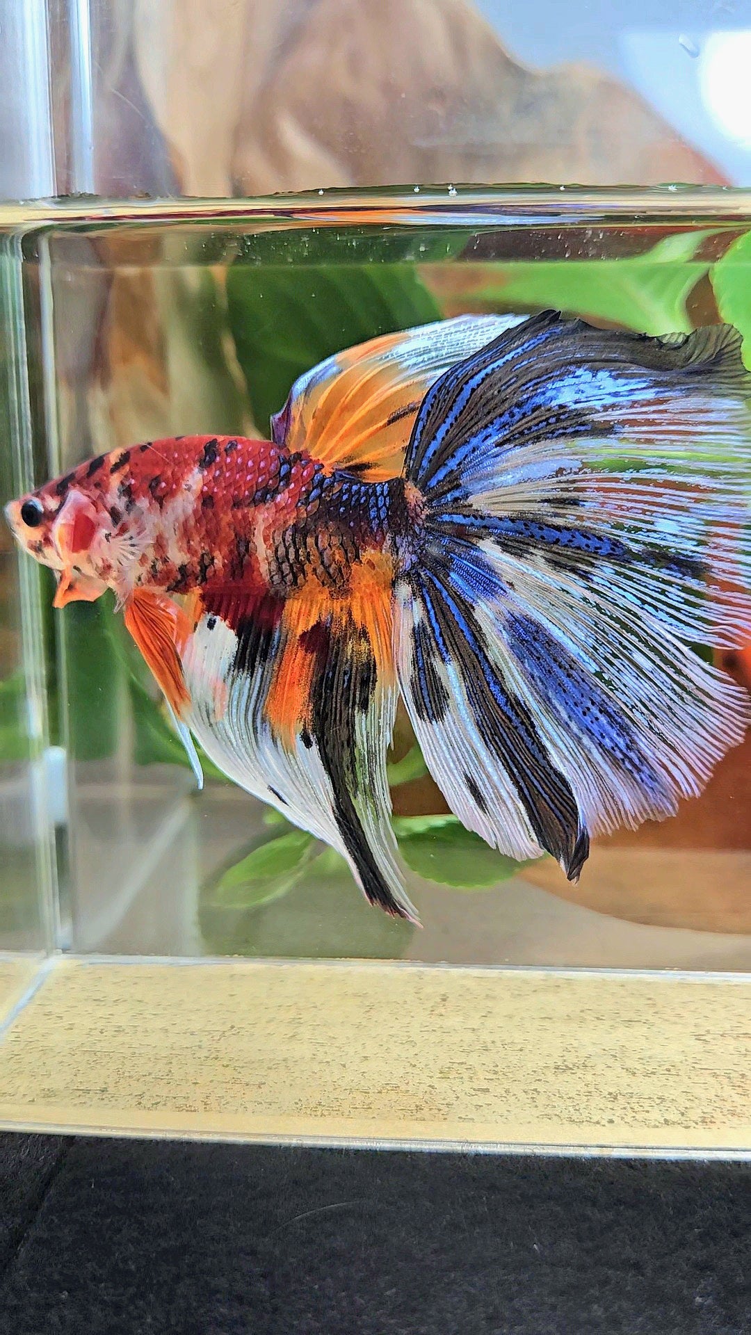 GIANT HALFMOON TOTAL 8,5CM+ FANCY METALLIC MULTICOLOR BETTA FISH