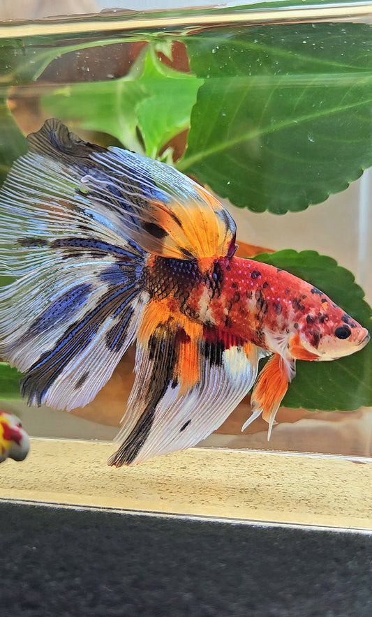 GIANT HALFMOON TOTAL 8,5CM+ FANCY METALLIC MULTICOLOR BETTA FISH