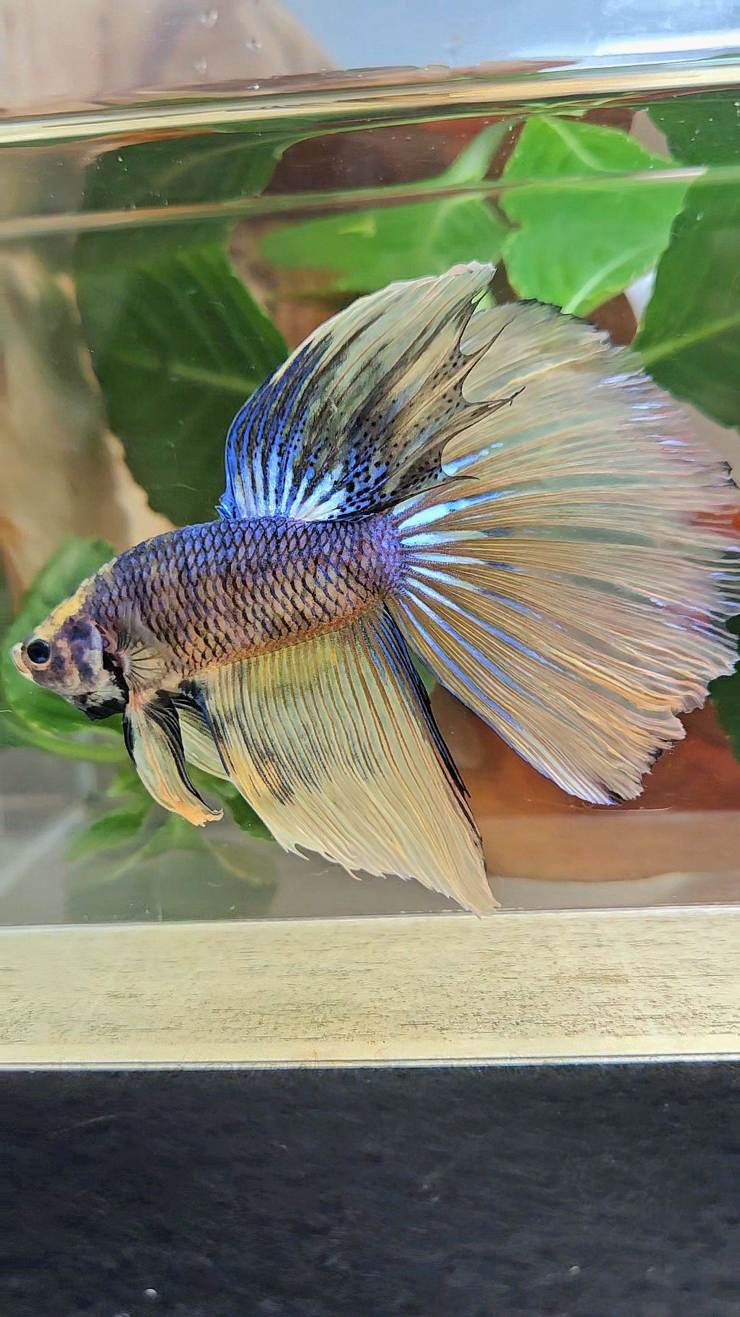 GIANT HALFMOON TOTAL 8,5CM+ YELLOW BLUE FANCY MUSTARD GAS BETTA FISH